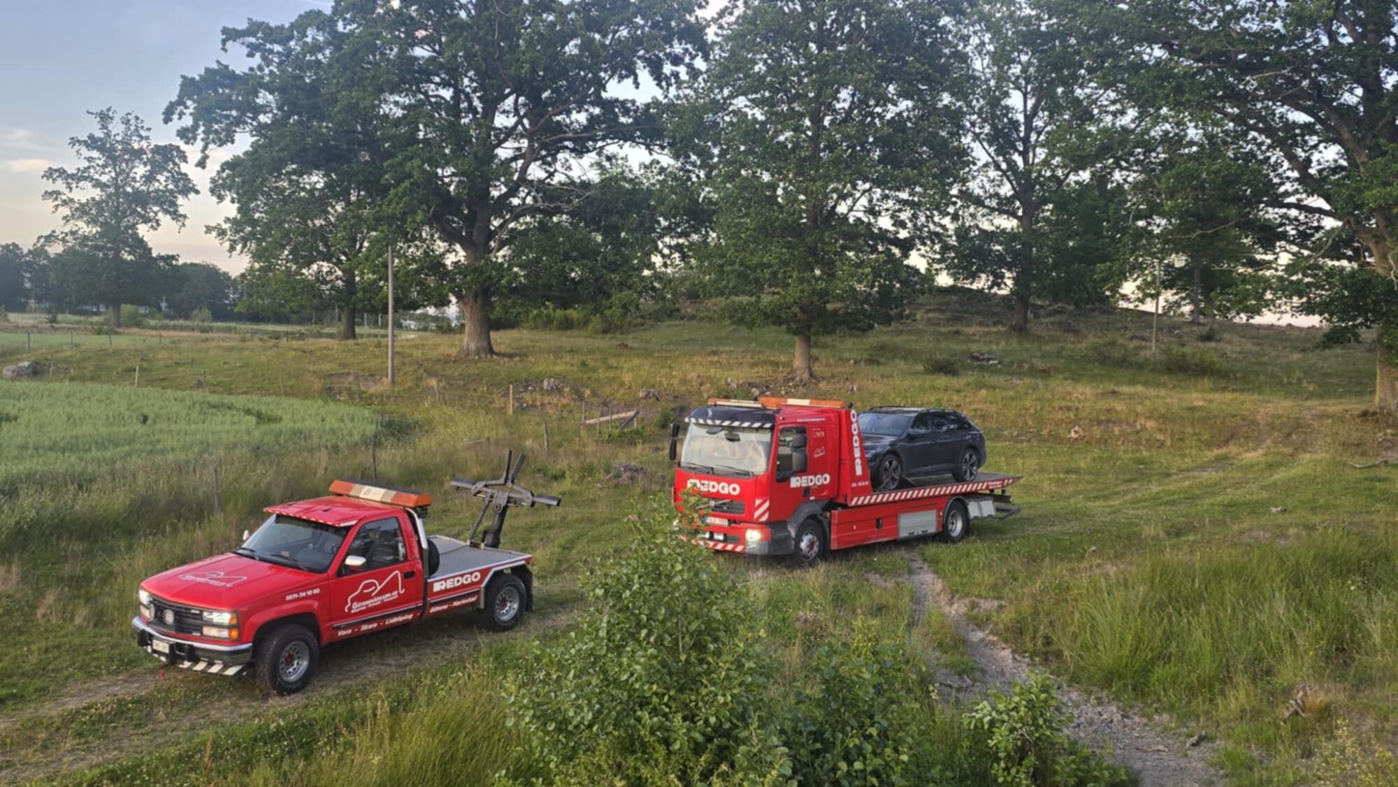 sommar i hagen